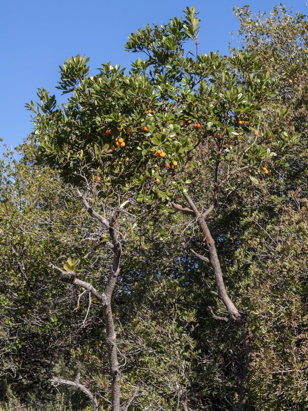 Arbutus unedo.01