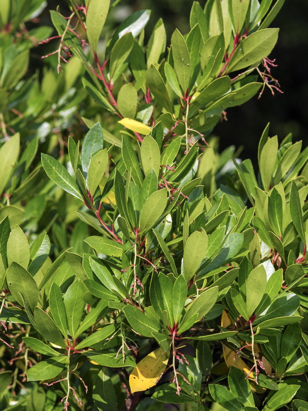 Arbutus unedo.03