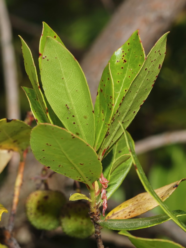 Arbutus unedo.04