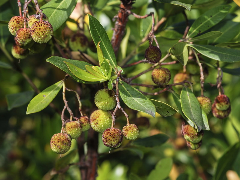 Arbutus unedo.05
