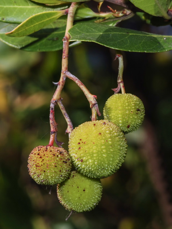 Arbutus unedo.06