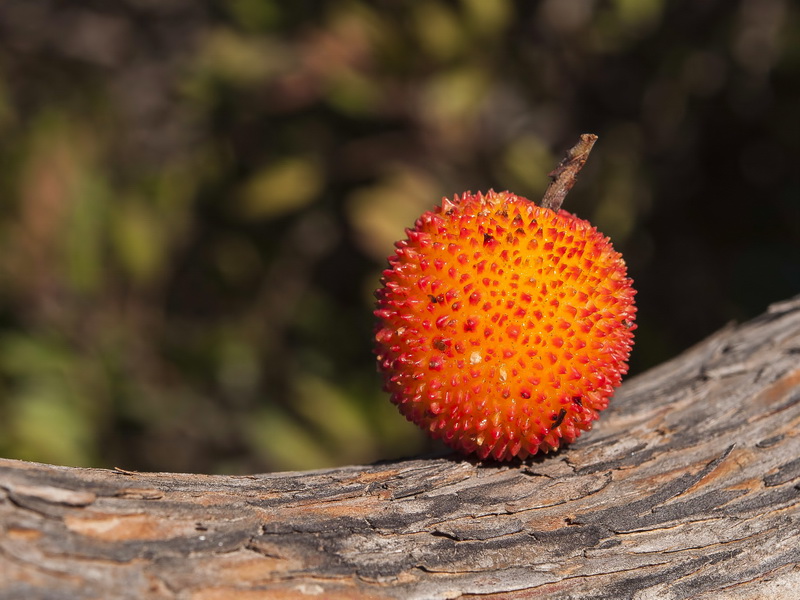 Arbutus unedo.08