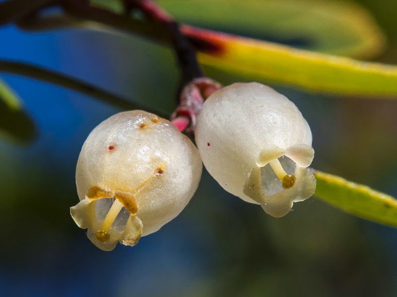 Arbutus unedo.10