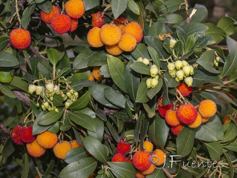 Arbutus unedo.09