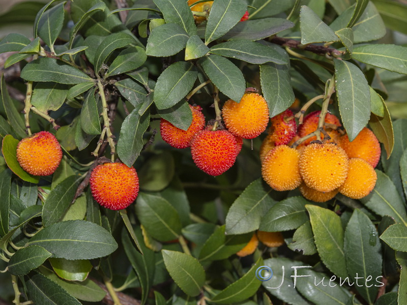 Arbutus unedo.07