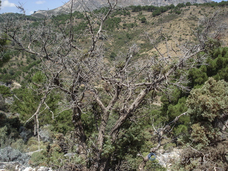 Arceuthobium oxycedri.01