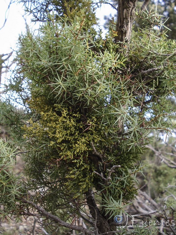 Arceuthobium oxycedri.03