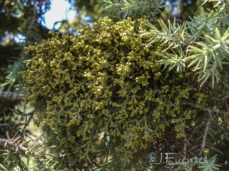 Arceuthobium oxycedri.05