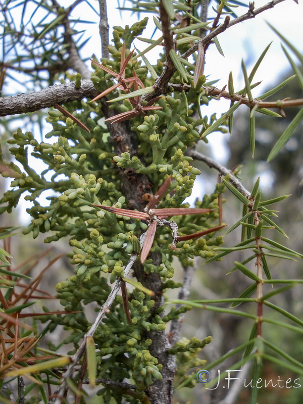 Arceuthobium oxycedri.08