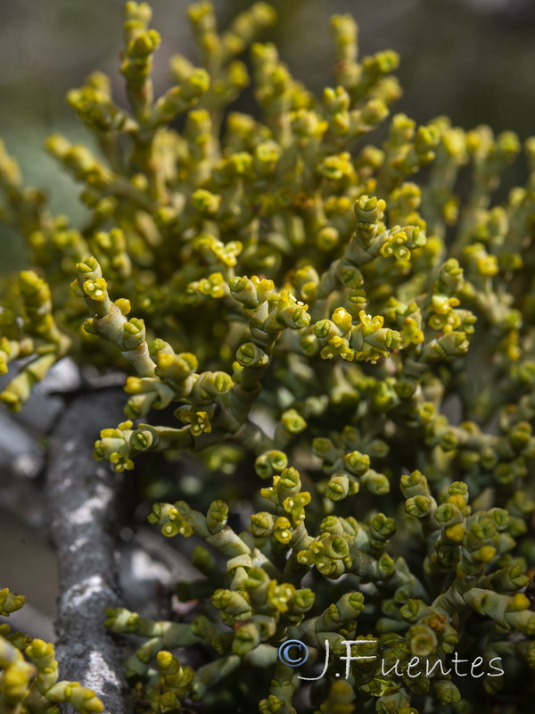 Arceuthobium oxycedri.15
