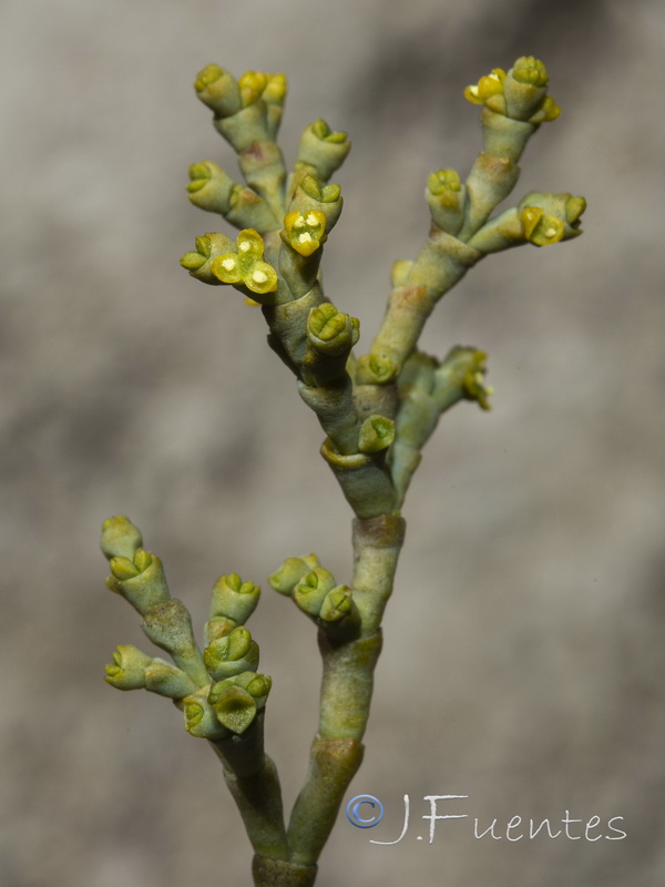 Arceuthobium oxycedri.16