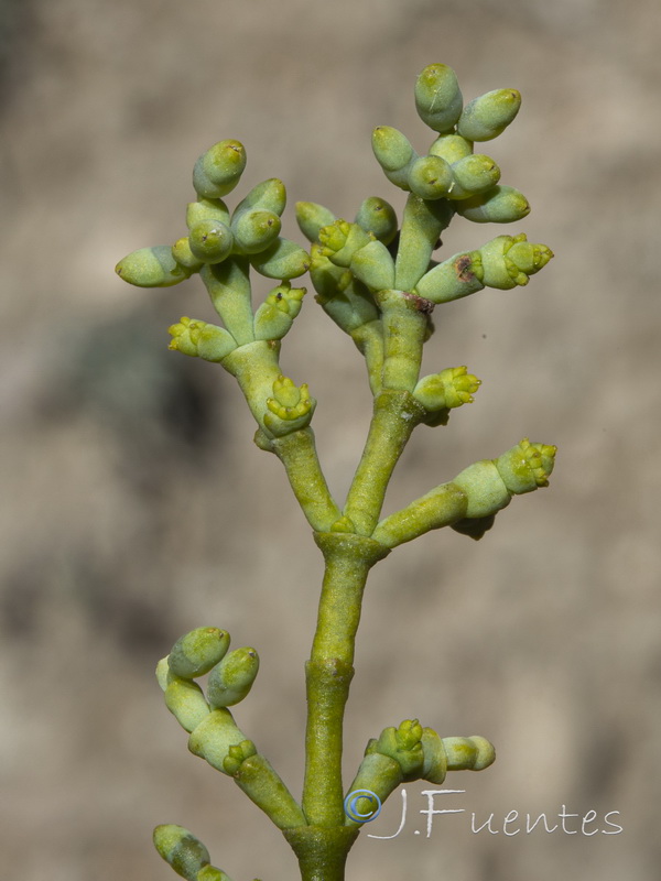 Arceuthobium oxycedri.17