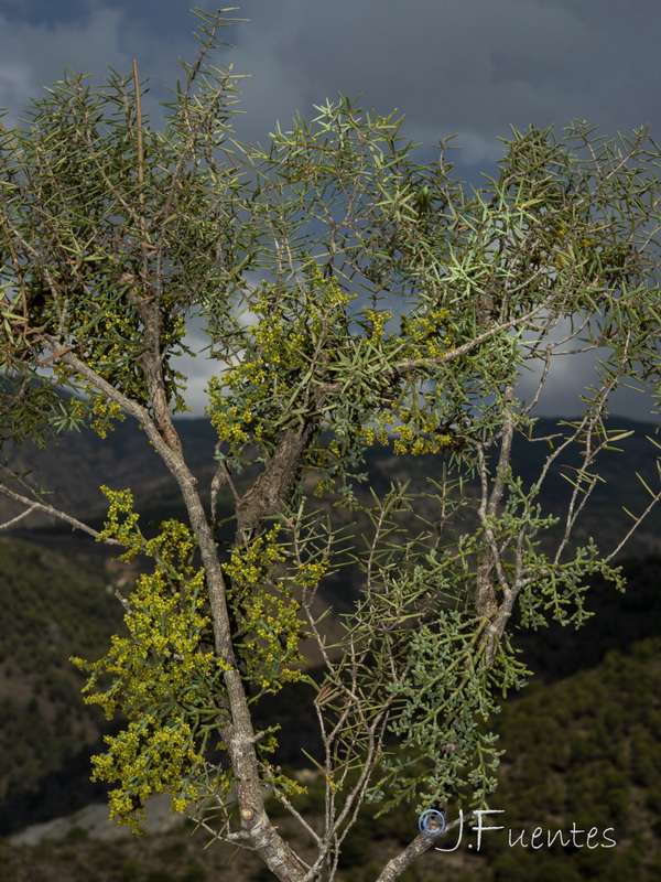 Arceuthobium oxycedri.11