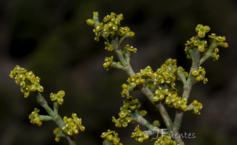 Arceuthobium oxycedri.22