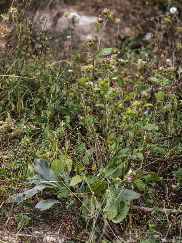 Arctium minus.01