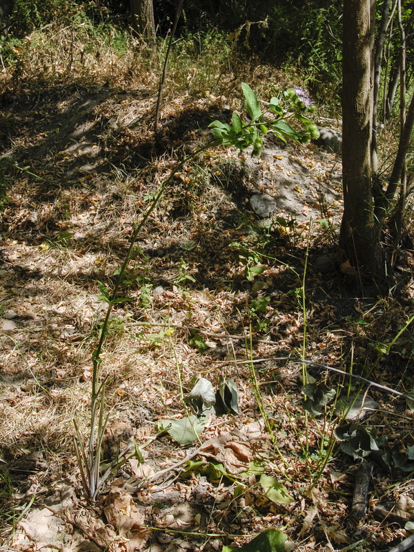 Arctium minus.02