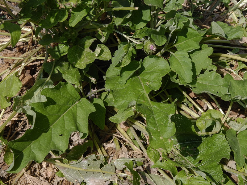 Arctium minus.03