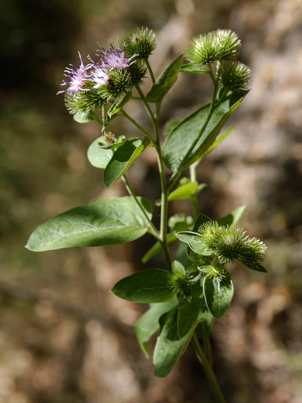 Arctium minus.04