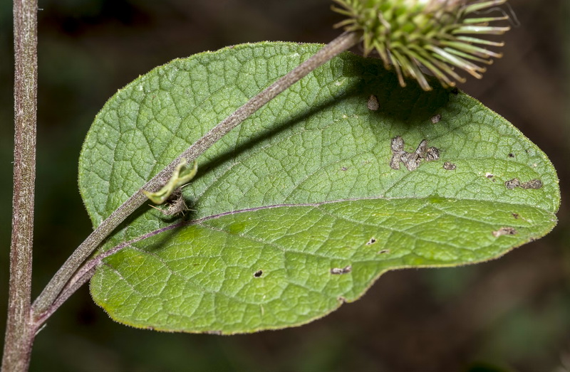 Arctium minus.05