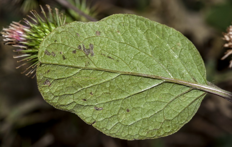 Arctium minus.06