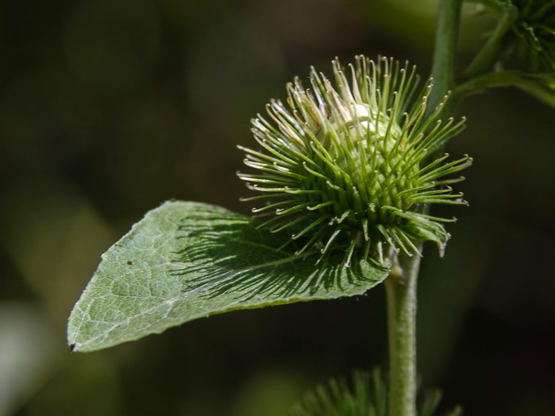 Arctium minus.08