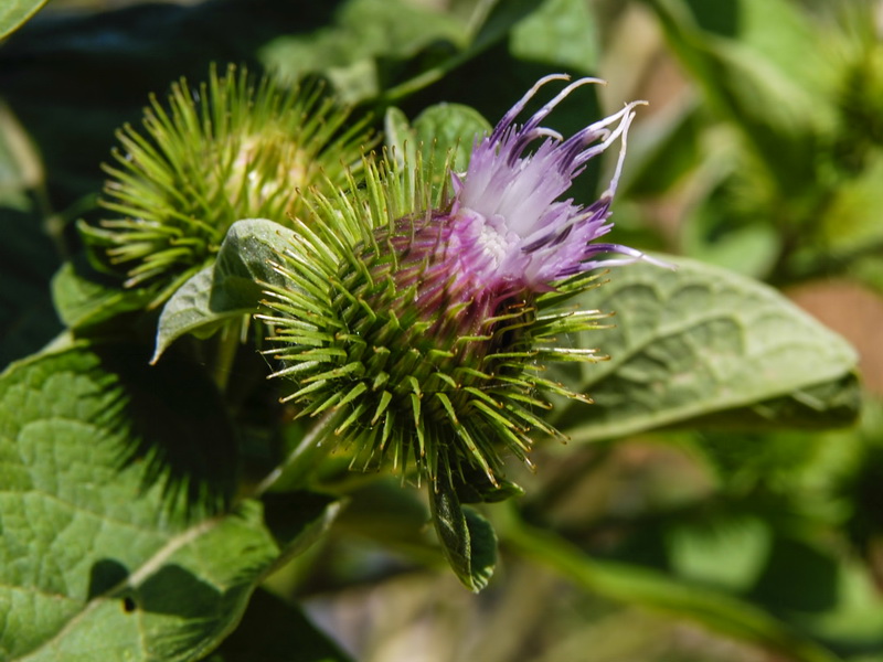 Arctium minus.09