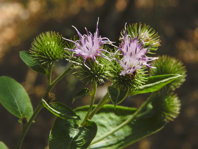 Arctium minus.12