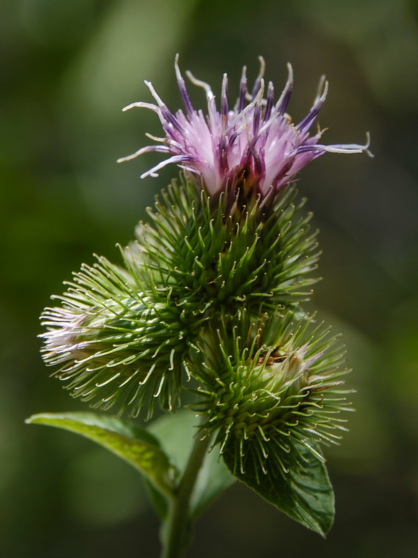Arctium minus.15