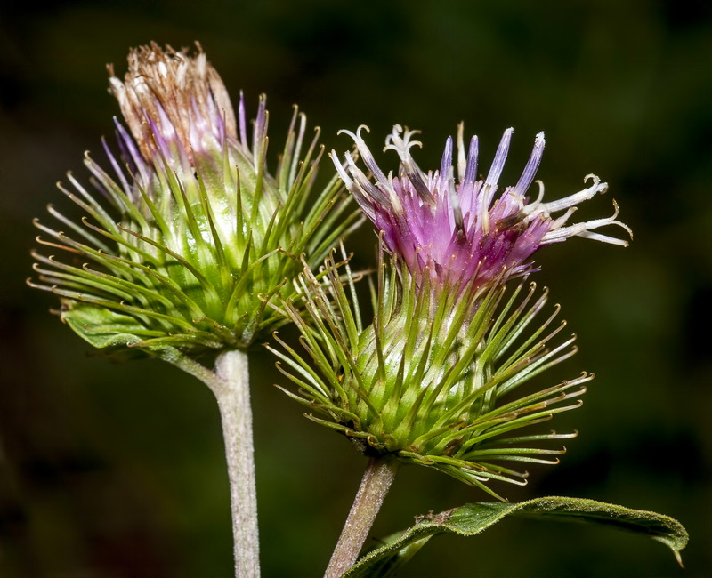 Arctium minus.17