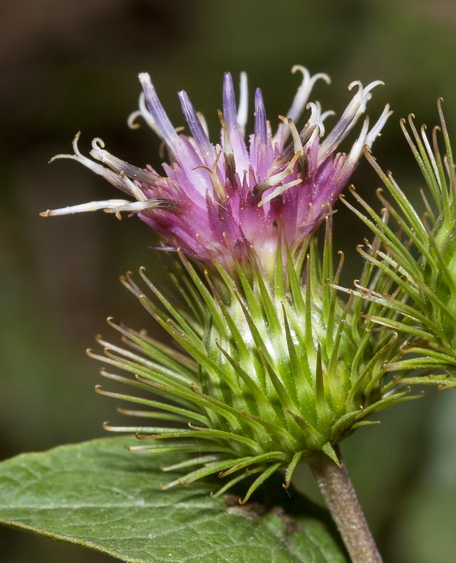 Arctium minus.18