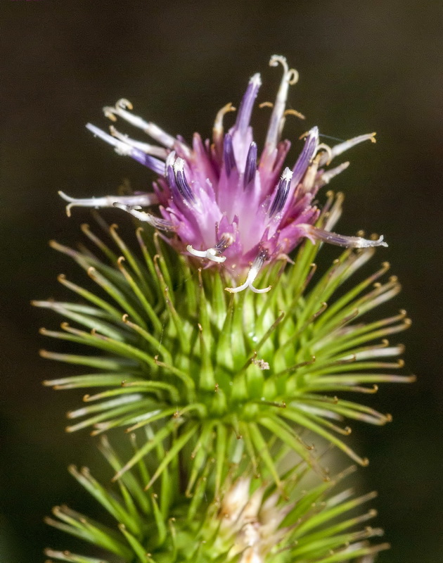 Arctium minus.19