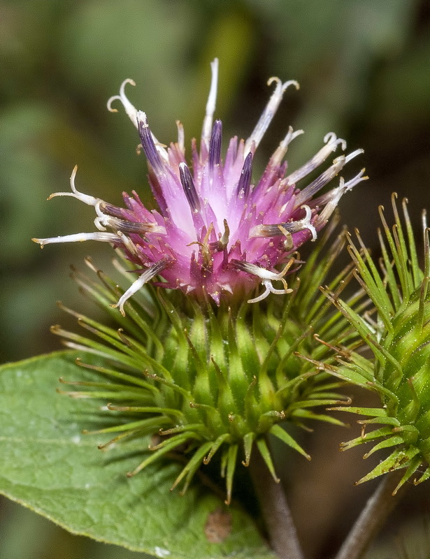 Arctium minus.20
