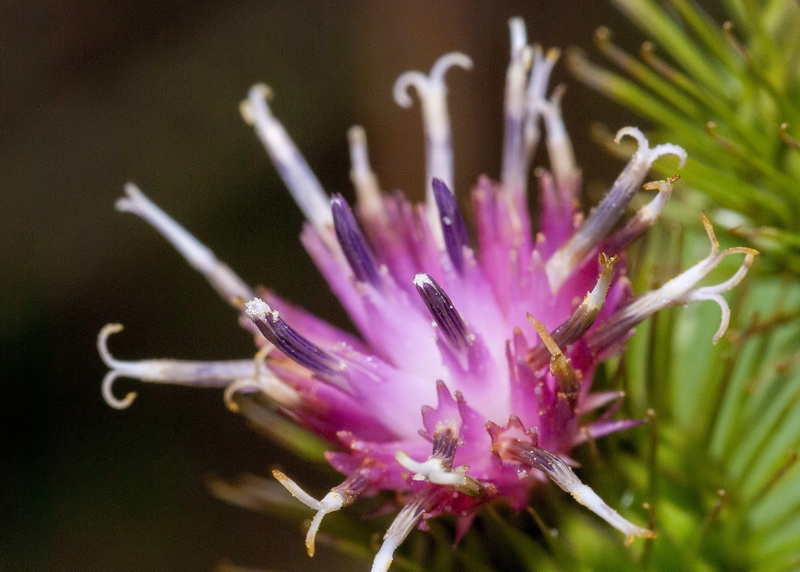 Arctium minus.21
