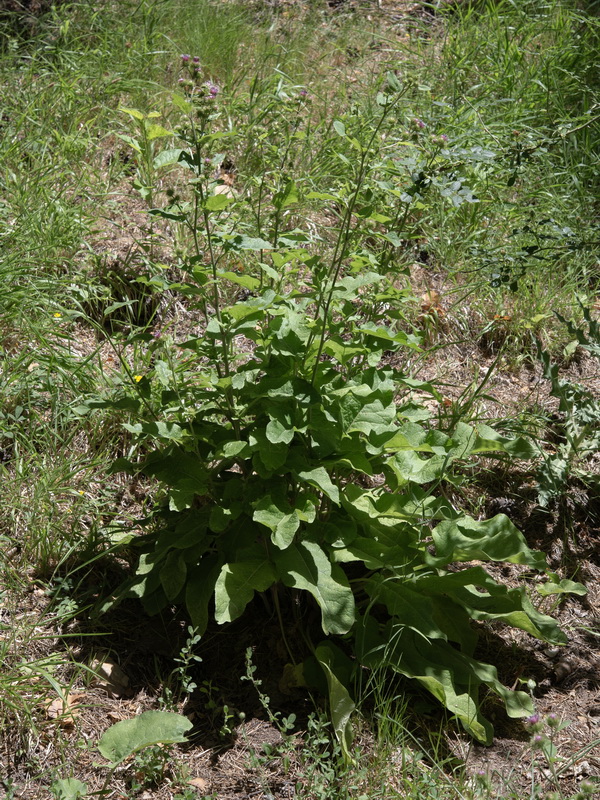 Arctium minus.01