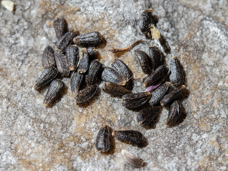 Arctium minus.27