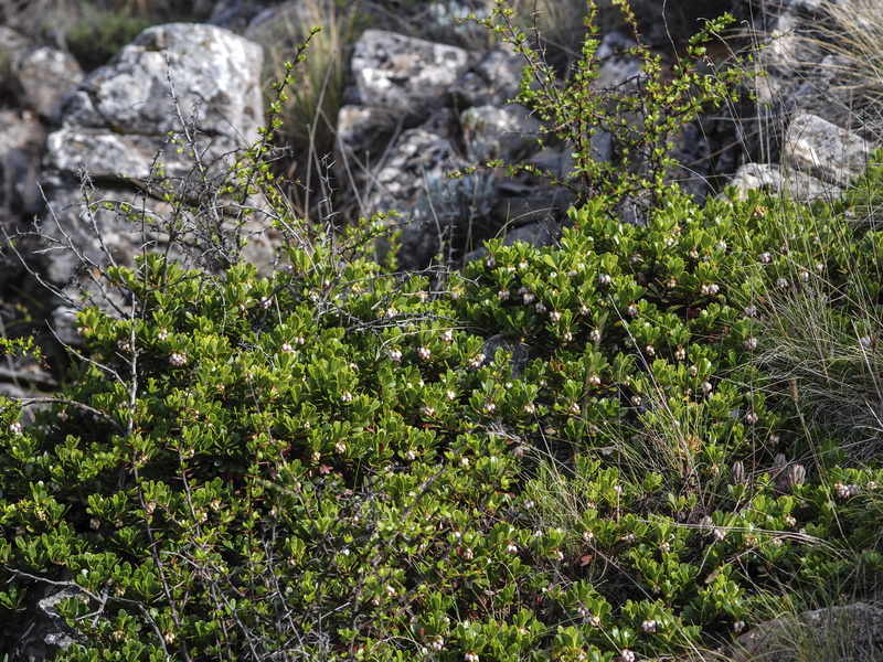 Arctostaphylos uva ursi.01