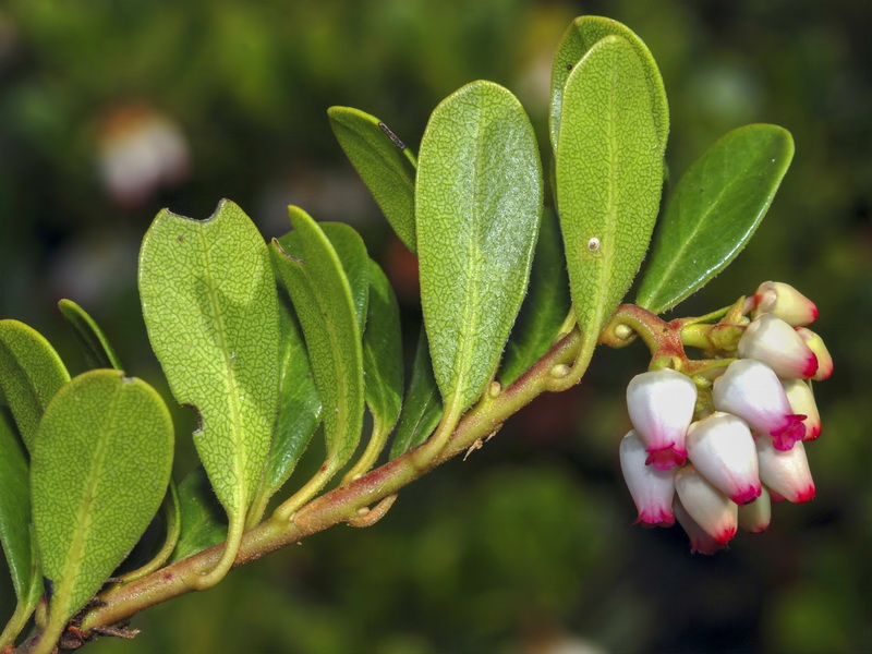 Arctostaphylos uva ursi.05