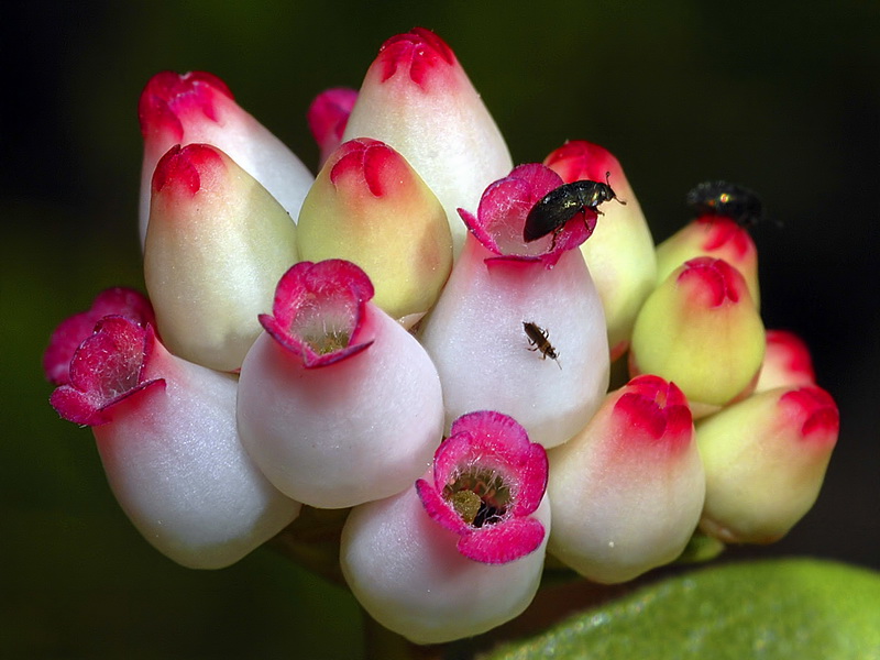 Arctostaphylos uva ursi.15