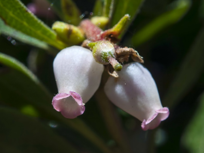 Arctostaphylos uva ursi.19