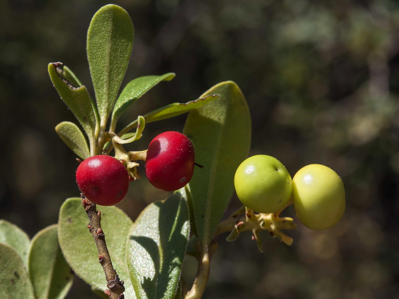 Arctostaphylos uva ursi.21