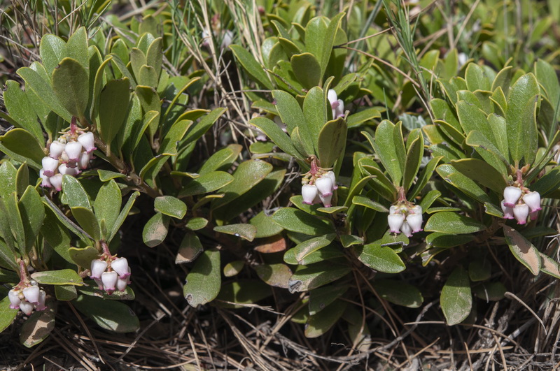 Arctostaphylos uva ursi.25