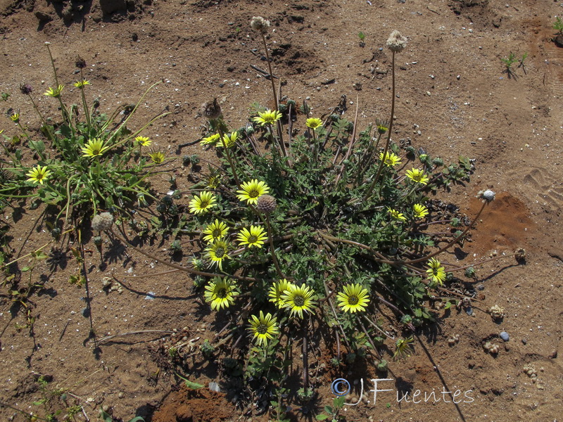 Arctotheca calendula.01