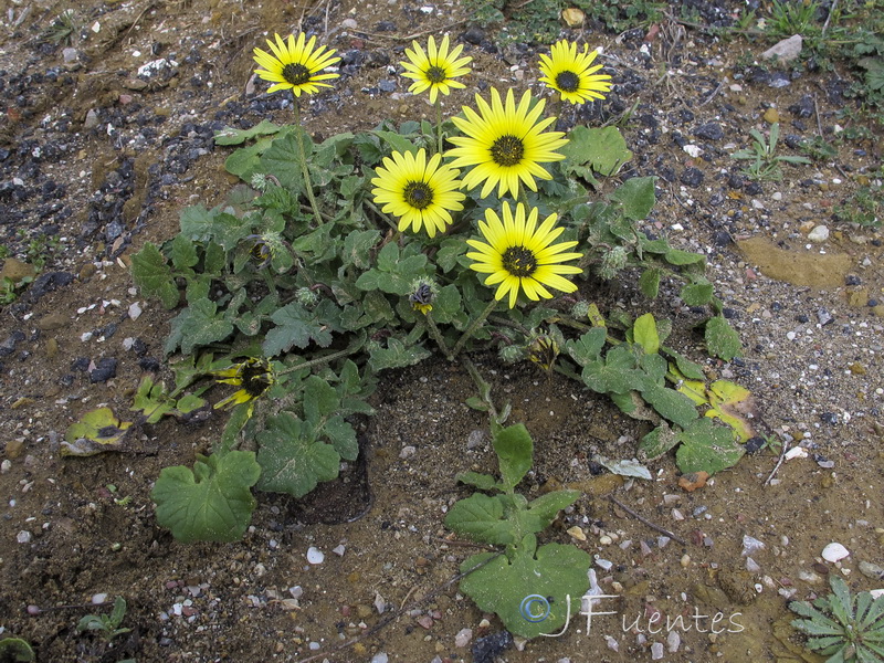 Arctotheca calendula.02