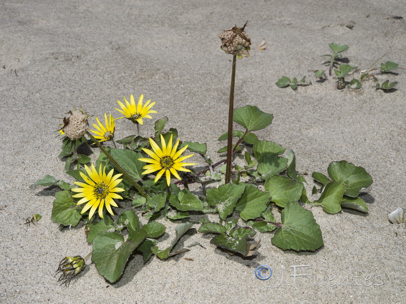 Arctotheca calendula.04