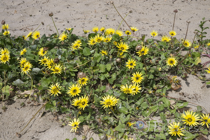 Arctotheca calendula.05