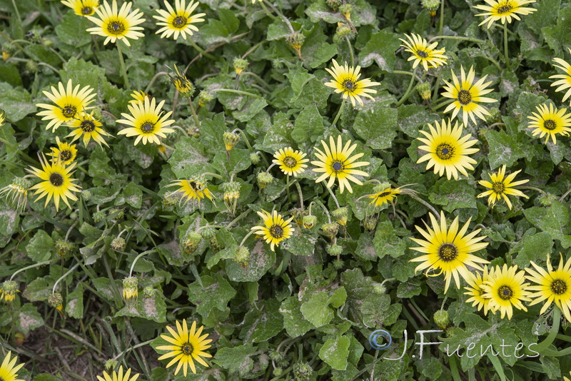 Arctotheca calendula.06