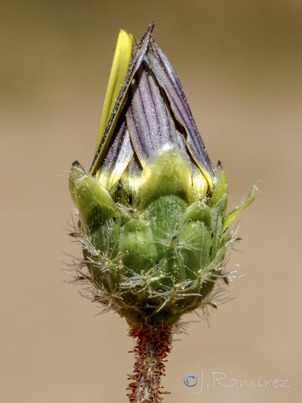 Arctotheca calendula.08