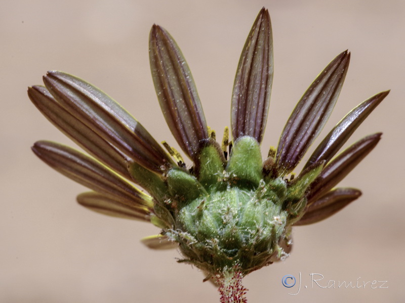 Arctotheca calendula.10