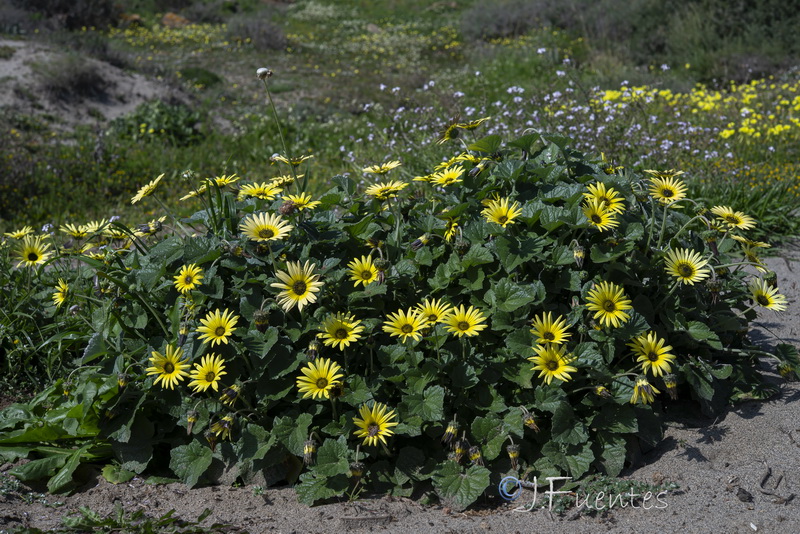 Arctotheca calendula.12