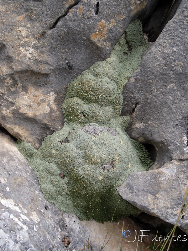 Arenaria alfacarensis.02